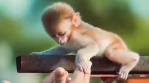 Cute monkey || animals love || 🥺🥺🥺🥺🥺