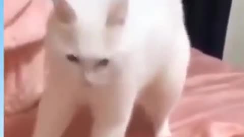 funny cat