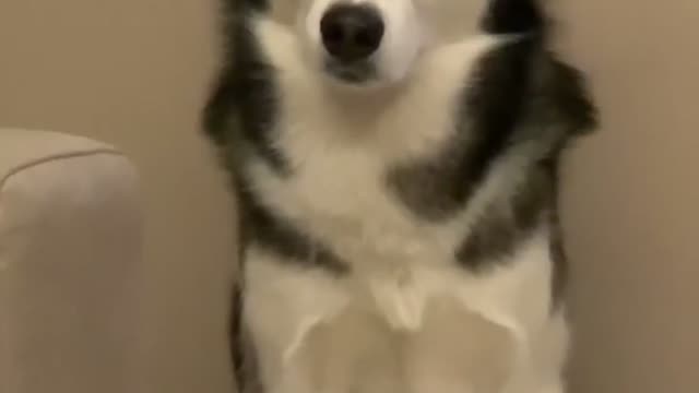 cultured dog #funny #dog #fypシ