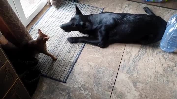 A dog playing with a cat