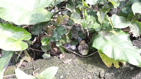 Chicks find mother