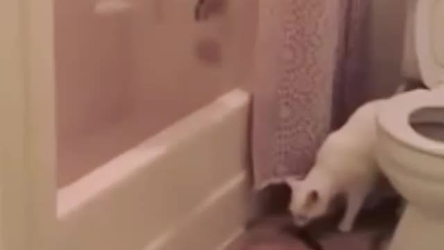 cat poops in the toilet in a funny way