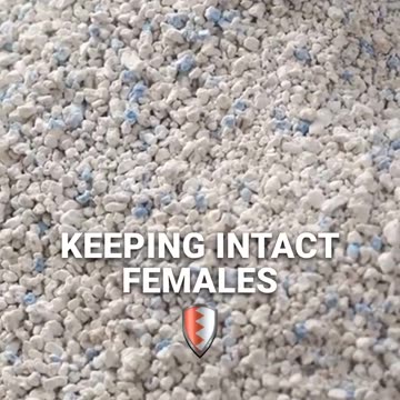 Decoding Your Cat's Rubbing Behavior! 🐱🔍