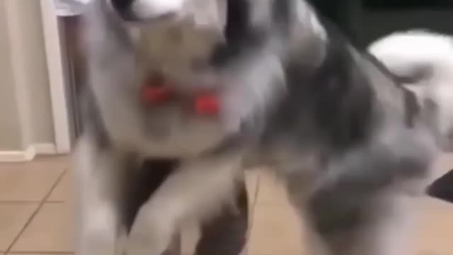 Dog funny video