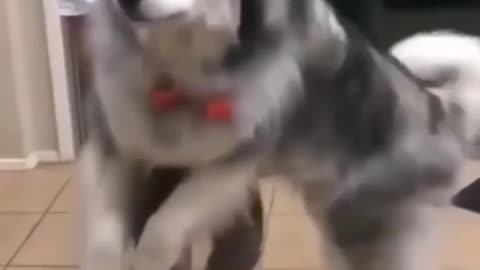 Dog funny video