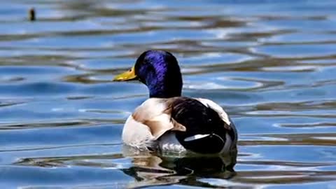 Bird in water