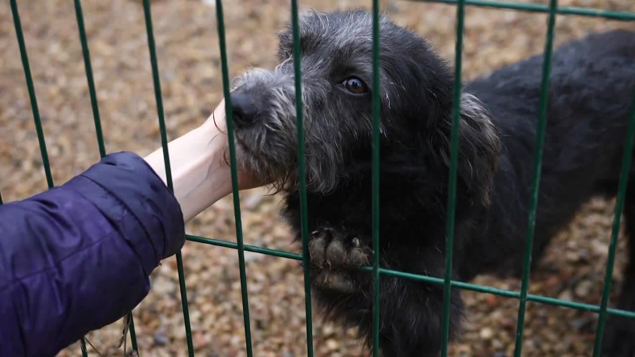 Human Hand Is Touching A Cute Little Dog Through A Shelter Fence. Adoption And Volunteering Concept