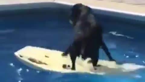 cachorro brincando na piscina com uma prancha de surf