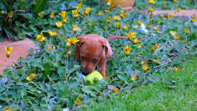 Cute puppy is playing with a tennis ball