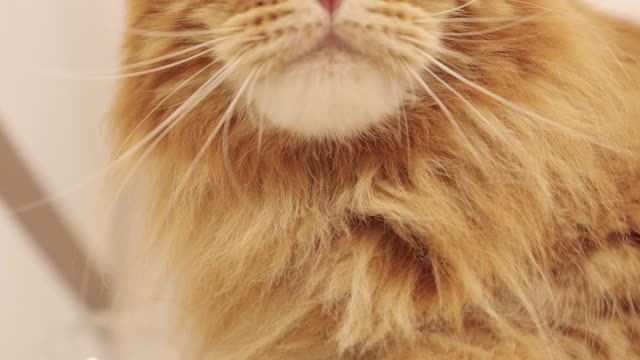 Cat accommodated at desk