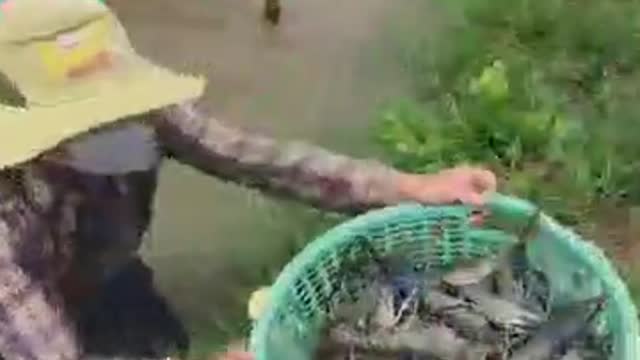 Freshwater shrimp harvest season has come