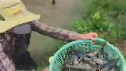 Freshwater shrimp harvest season has come