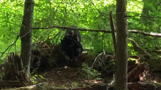 Black Bears in Cades Cove Come in Close