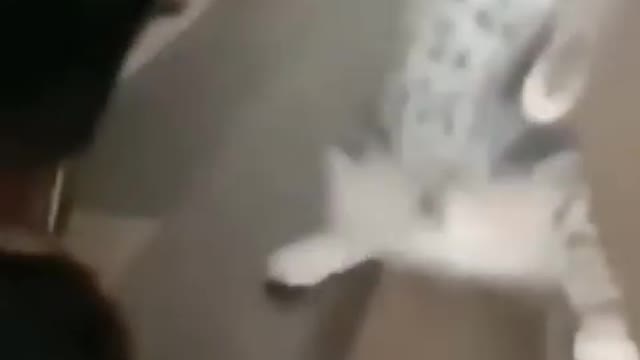 😂 funny cats 🐈 video