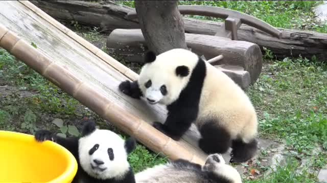 A charming panda family