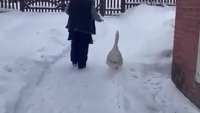 Гусь радуется хозяйке