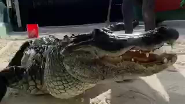 Believe In Your HOW TO PROFESSIONAL ALLIGATOR TRAINER Skills But Never Stop Improving