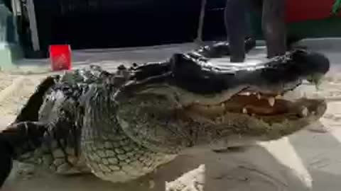 Believe In Your HOW TO PROFESSIONAL ALLIGATOR TRAINER Skills But Never Stop Improving