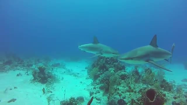 Shark attack GoPro camera