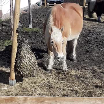 Horse SOO Cute! Cute And funny horse Videos Compilation cute moment