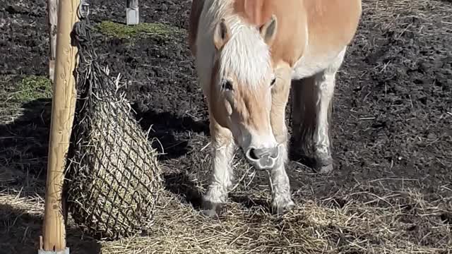 Horse SOO Cute! Cute And funny horse Videos Compilation cute moment