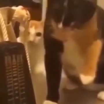 Lil pups and Lil kitts 2021 compilation