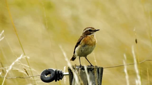 A bird singing in a sad voice