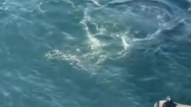 Orca em ação