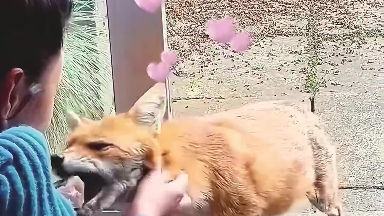 A rescued fox returns to repay favor 😍