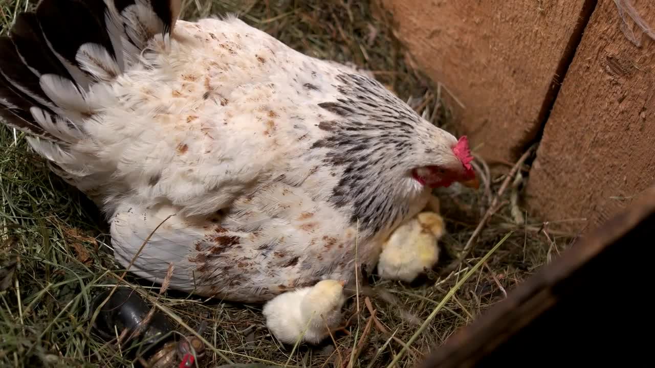 Mother hen with chickens in the nest. Nesting mother hen with chicks. Healthy chickens production