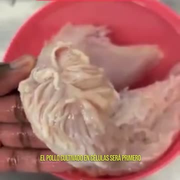Carne de "pollo" cultivada en laboratorio - Asi es como luce