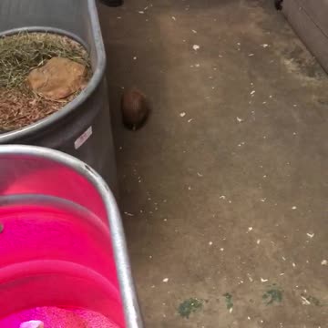 Baby Armadillo running around. So Cute!