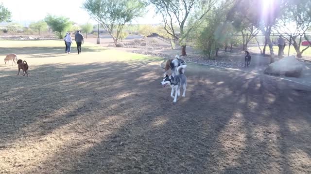 Siberian Huskies Adventure to A Dog Adventure Land