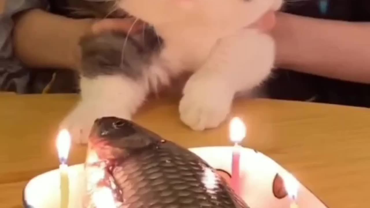 Birthday cat