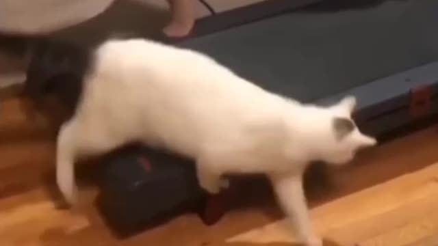 Funny Cats Playing on Treadmills 4