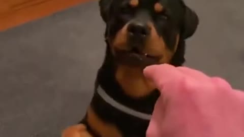 Rottweiler training | All training dog video | rottweiler dog video