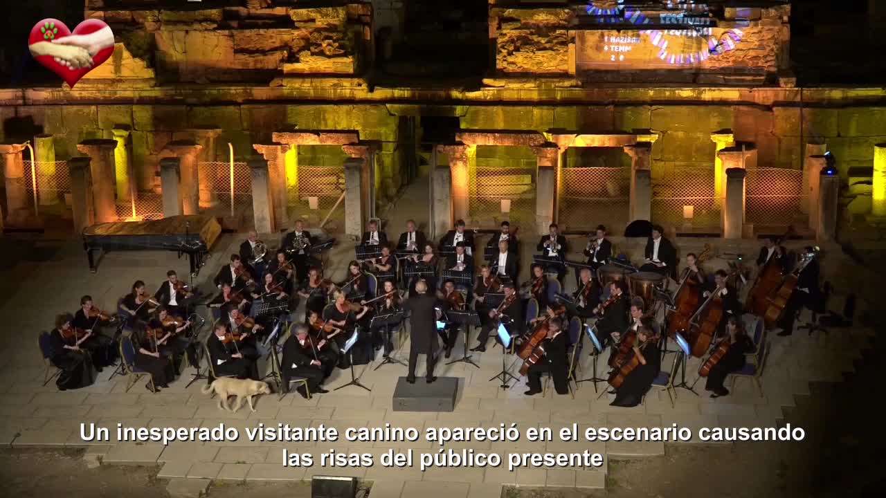 [HILARANTE] Un simpático perro aparece en el escenario en pleno concierto