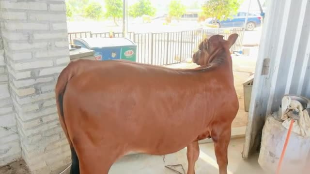 mother cow