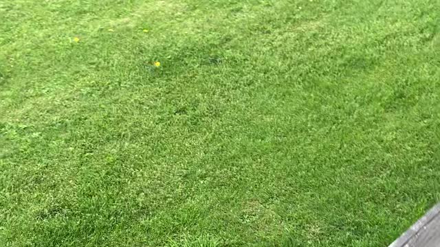 Dog's Foot Stuck in Fence