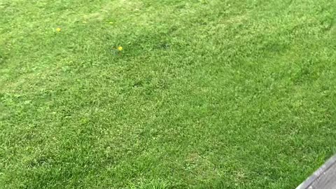 Dog's Foot Stuck in Fence