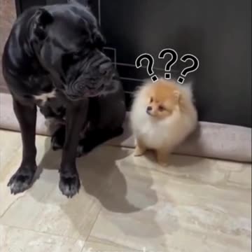 "Too Funny! Dogs Doing Crazy Things!"