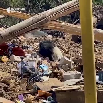 Heartbreaking footage of the ruins of a house where only a dog survived.