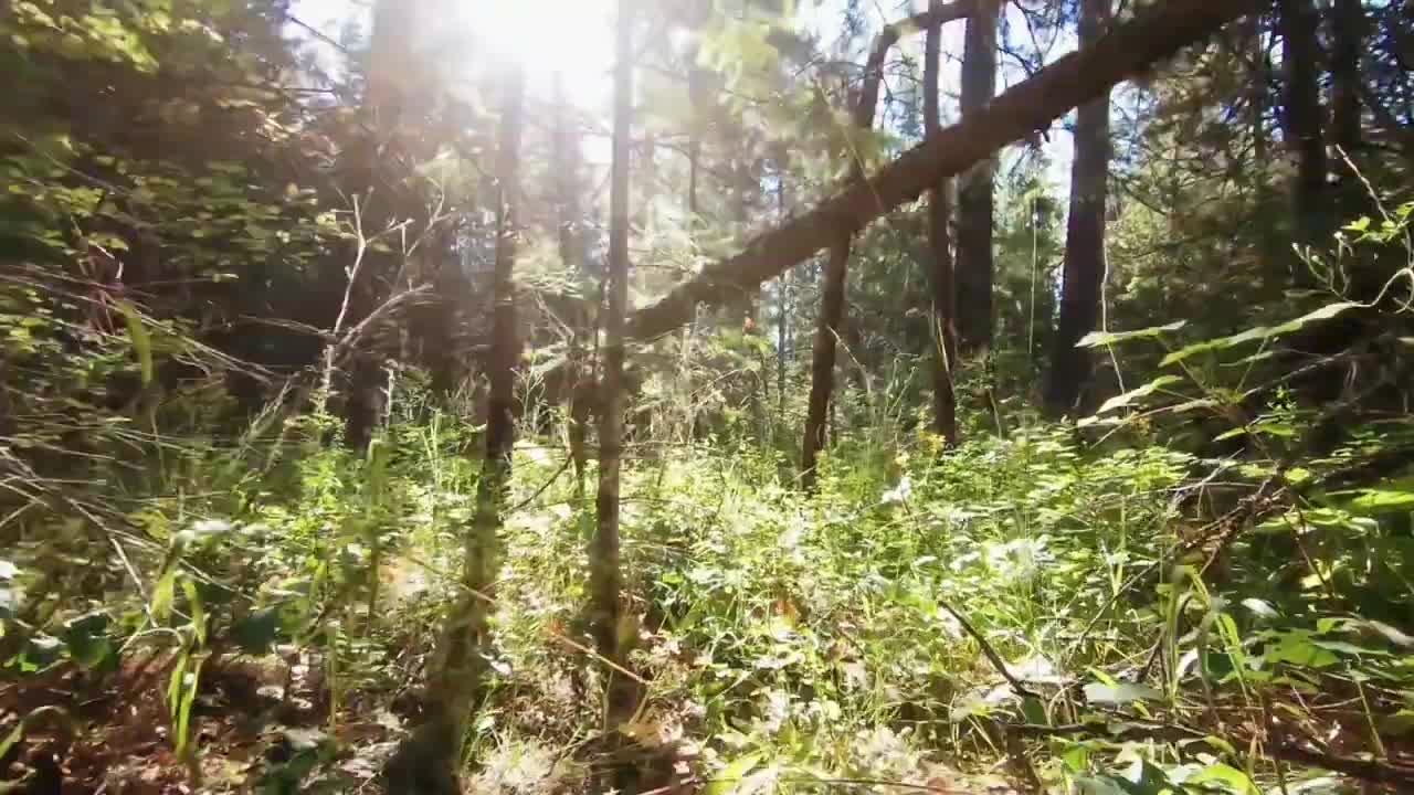Amazon rainforest--World beautiful place--