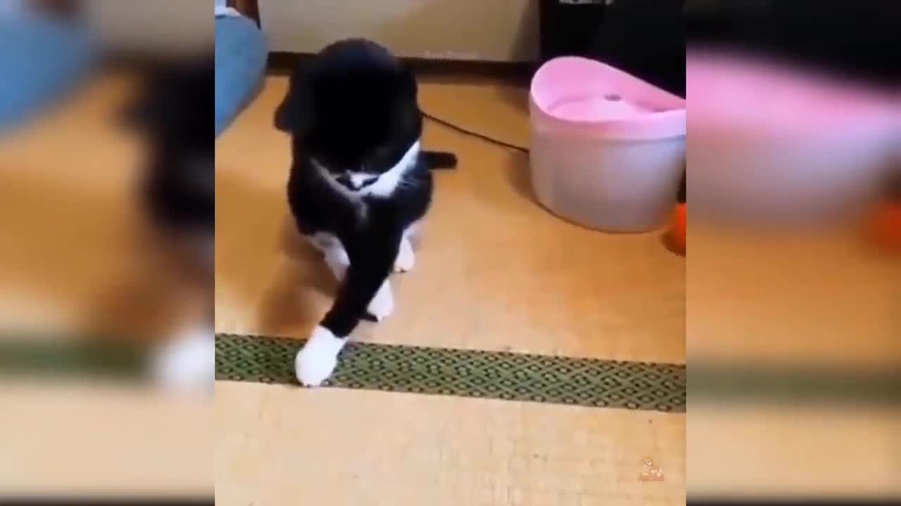 Cute cat amezing reaction