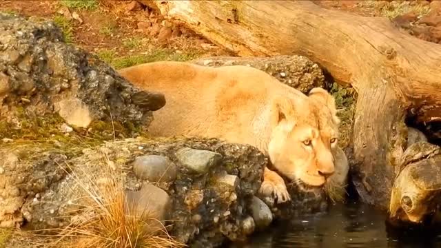 Lions Back-funny video animals