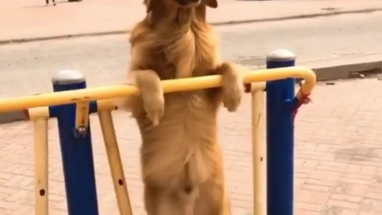 Dog Hanging