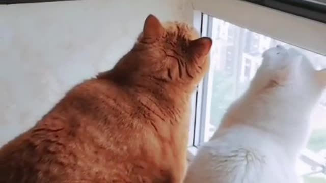 I want to be your pillow book, my cat in my arms, my sweetheart.