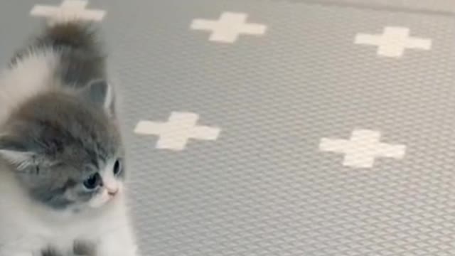 Funny Cats and Kittens Meowing #video