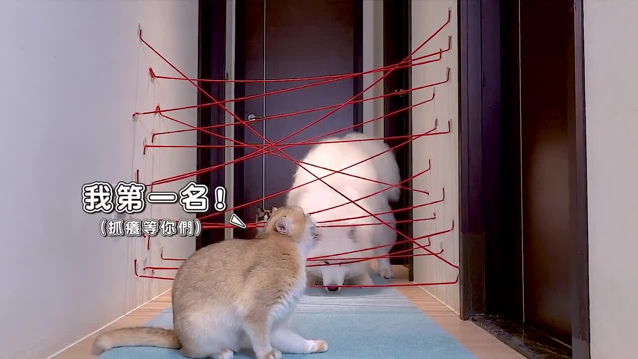 【Part 3】The reaction of cats and dog challenged to cross many red lines is super funny and cut.