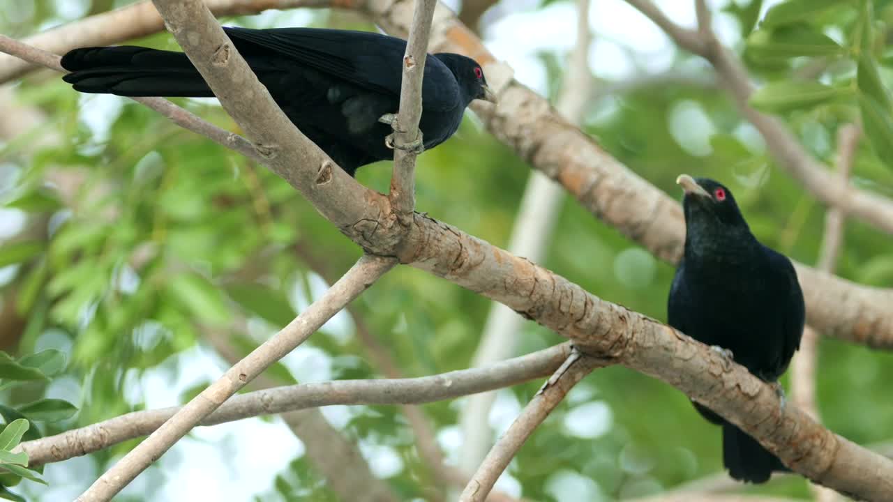 BEUTIFUL COCKOO VIDEO !!!